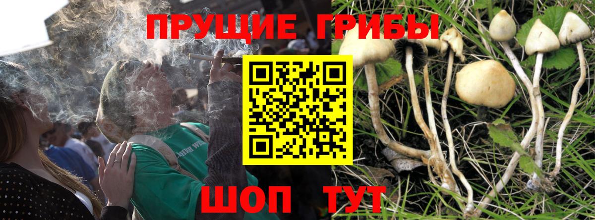 Псилоцибиновые грибы Cubensis Кисловодск